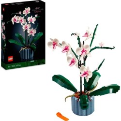 Orchidee