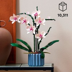 Orchidee