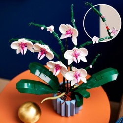 Orchidee