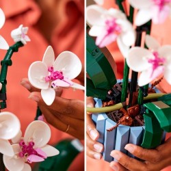 Orchidee
