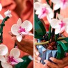 Orchidee