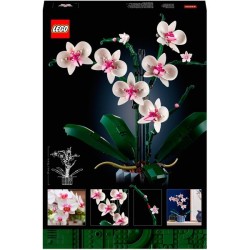 Orchidee