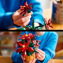 Weihnachtsstern