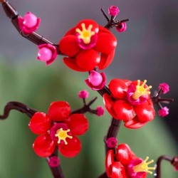 Pflaumenblüte