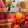 Chrysantheme