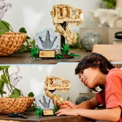 Dinosaurier-Fossilien: T.-Rex-Kopf