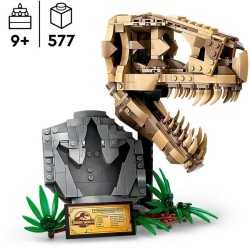 Dinosaurier-Fossilien: T.-Rex-Kopf