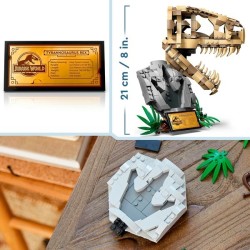 Dinosaurier-Fossilien: T.-Rex-Kopf