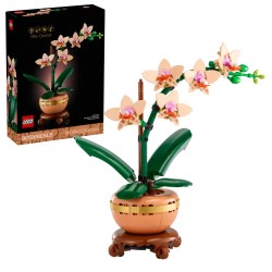 Mini-Orchidee