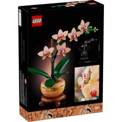 Mini-Orchidee