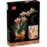 Mini-Orchidee