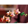 Mini-Orchidee