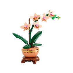 Mini-Orchidee