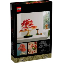 Japanischer Roter Ahorn - Bonsai-Baum