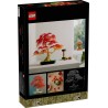 Japanischer Roter Ahorn - Bonsai-Baum