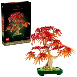 Japanischer Roter Ahorn - Bonsai-Baum