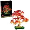 Japanischer Roter Ahorn - Bonsai-Baum