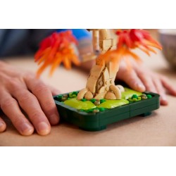 Japanischer Roter Ahorn - Bonsai-Baum