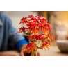 Japanischer Roter Ahorn - Bonsai-Baum