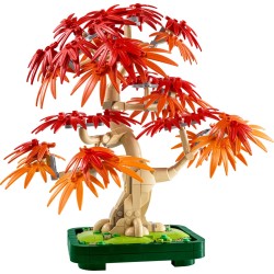 Japanischer Roter Ahorn - Bonsai-Baum