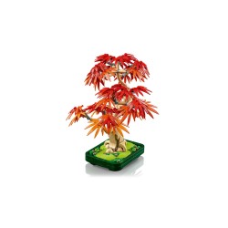 Japanischer Roter Ahorn - Bonsai-Baum