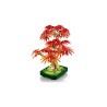 Japanischer Roter Ahorn - Bonsai-Baum