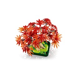 Japanischer Roter Ahorn - Bonsai-Baum