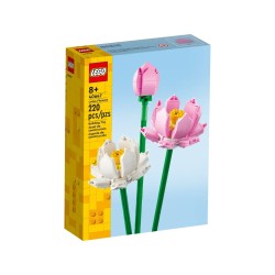Lotusblumen