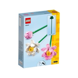 Lotusblumen
