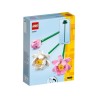 Lotusblumen